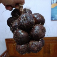 Salak pondoh super Banjarnegara fresh 1 kg langsung petani