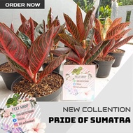 aglonema pride of sumatra red sumatra - indukan 8+