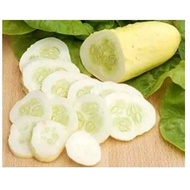 seeds Biji Benih Timun Putih white cucumber seeds