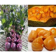 ANOR - Nangka Madu J33 (Kahwin)/Jackfruit "Madu J33" Plant Sapling