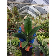 INDOOR/SPATHIPHYLLUM /BIG SIZE/PEACE LILY/REAL LIVE PLANT