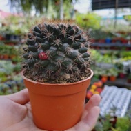 ABBY LE SHOP CACTUS/ SUCCULENT COLLECTION 006