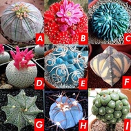 ❤🌺【HOT SALE】BUY 1 GET 1 FREE100 Pcs/Bag Cactus Seeds Bonsai Perennial Rare Succulent Plants Office
