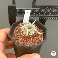 อโวเนีย Avonia quinaria ssp.alstonii ไม้อวบน้ำ กุหลาบหิน Cactus&amp;Succulent