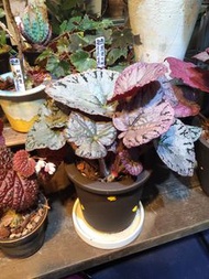 銀幣秋海棠 Begonia “Silver Dollar”