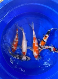 Ikan Koi Blitar 30-40Cm Sq Kohaku Sanke Showa Blitar F1 Anakan Import