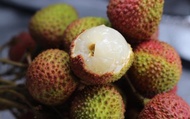 【端午後出貨！特等玉荷包荔枝3斤粒裝禮盒】高雄大樹鮮採直送
