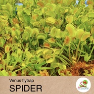 ☘️ Venus Flytrap Spider Indoor Plants