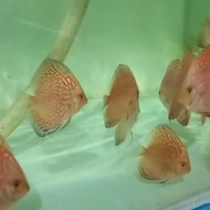 Ikan Discus Pigeon Checkerboard 2" Indukan Import
