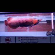 Ikan arwana super red 43cm merah
