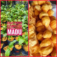 Pokok cempedak madu/cempedak CH28