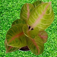 [MCUF] Aglaonema Golden Siam Rare Thai Hybrid Plant Indoor & Outdoor, Aglaonema Plant suitable for H