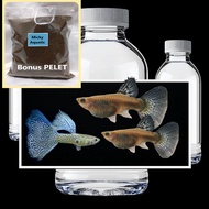TRIO Blue Lace Bonus Pakan Pelet Guppy 10 Gram