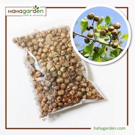 Biji Benih Pokok Inai/ Benih Pokok Inai/ Inai Merah/ Inai Seeds (Lawsonia Inermis) – 30 Gram