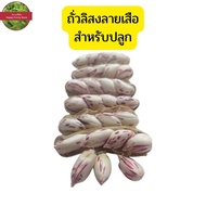 เมล็ดพันธุ์ ถั่วลิสงลายเสือ 100เมล็ด50บาท ถั่วดินลายเสือ ถั่วดิน ถั่วลิสง