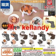 免運~~手指上的動物扭蛋萬代正版仿真倉鼠刺猬 蜜袋鼯收藏擺件 現貨