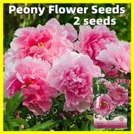 Peony Seeds for Planting เมล็ดพันธุ์ ดอกโบตั๋น 2 เมล็ด Peony Flower Seeds Ornamental Peony Plants for Sale Real Plants Garden Home Decor เมล็ดพันธุ์ดอกไม้ ไม้ประดับ พันธุ์ดอกไม้ เมล็ดดอกไม้ บอนสีราคาถูก เมล็ดบอนสี ต้นบอนสี บอนไซ ดอกไม้ปลูก แต่งบ้านและสวน