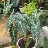 tanaman hias keladi amazon / alocasia amazon