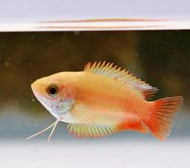 【成崧水族】櫻桃麗麗 櫻桃麗麗魚 麗麗魚 迷腮科