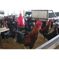 TELUR AYAM KUB 2 JALUR PETELUR UNTUK DI TETASKAN