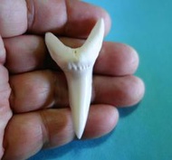(馬加鯊牙)5.3公分#281.20 馬加鯊魚牙!超(大)長尺寸稀有未缺損.可當標本珍藏! 