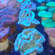 ikan hias laut karang otak