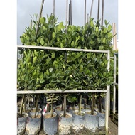 Garcinia Subelliptica 1.2m-3.5m height real live plant free organic fertiliser 0.5kg free organic so