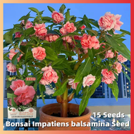 ปลูกง่าย ปลูกได้ทั่วไทย ของแท้ 100% 15 PCS  Impatiens Balsamina Seeds Bonsai Flower Seeds for Planting เมล็ดดอกไม้ ไม้ประดับ กล้วยไม้ เมล็ดดอกไม้สวย บอนไซ บอนสีหายาก แต่งบ้านและสวน Plants พันธุ์ไม้หายาก พันธุ์ไม้ดอก เมล็ดดอกไม้