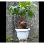 Unik bonsai kelapa semi bonsai kelapa mini Berkualitas