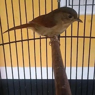 burung flamboyan gacor