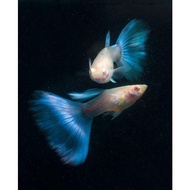 GPS Aquatic Albino Sky Blue Guppy 1 Pair