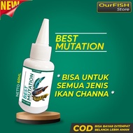 " BEST MUTATION Obat Mutasi Ikan Channa Vitamin Ikan Channa Maru Barca