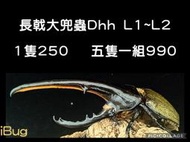 長戟大兜 赫克力士幼蟲Dhh［甲蟲的聖地 夢蟲無我 iBug]