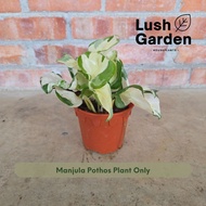 Money Plant Njoy Pothos 白金葛 Anak Pokok Hiasan Dalam Rumah Hidup Indoor Daun Hiasan Indoor Plant Live
