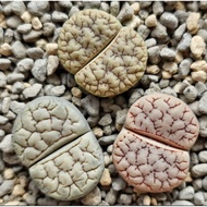 Lithops rainbow set Gracilidelineata (C189/C374/C383荒玉’) 大脑纹荒玉/屁屁生石花/多肉植物❤️🇲🇾Ready stock