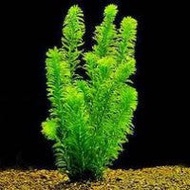 Egeria Densa (Aquatic Plant)