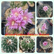 🌵💥 Echinofossulocactus 💥🌵ไม้ชำหน่อ และไม้เมล็ด ขนาด 3-4 ซม. ต้นกระบองเพชร ต้นแคคตัส (แคคตัส กระบองเพชร)