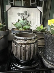 高質日式🇯🇵陶瓷手造鉢，有質感，塊根漆樹橄欖仙人掌多肉觀葉植物花盆鉢🔥（如果有需要其他尺寸大小盆，亦歡迎查詢）