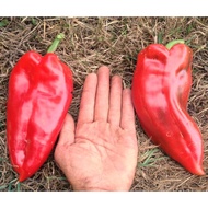Biji Benih Cili Elephant's Ear Chili Pepper Chilli Seed - 5 Seed
