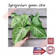 (GG real plant) syngonium green star  podophyllum arrowhead pokok keladi hiasan rumah indoor house p