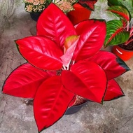 TERLARIS!!! Aglaonema Suksom Jaipong / Aglonema Suksom Jaipong florist