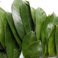 Dutch durian leaves (FRESH)