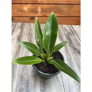 Philodendron martianus philodendron katak - tanaman philo katak - philo kodok