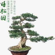 Arhat Pine Bonsai Rice Leaf Arhat Pine Pearl Red Bud Arhat Pine Courtyard Living Room Bonsai