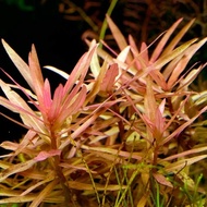 Ammania gracilis -Emerge Aquatic plant