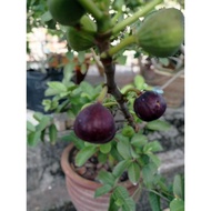 Pokok tin/fig Iraqi/tin Iraqi