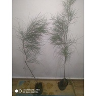 Pokok Rhu Pantai /pokok Ru / Casuarina sp