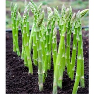 ASPARAGUS 2 biji benih seed seeds Bibit Asparagus Sayur F1 Mary Washington Benih Sayuran Import Supe