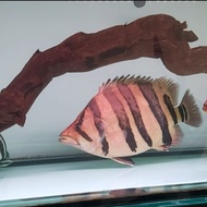 Tiger Fish DATZ sumatra Jumbo 4 Bar Simetris