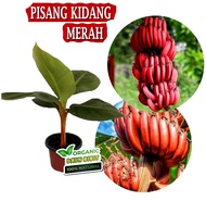 MURAH!! BIBIT PISANG KIDANG MERAH BERKUALITAS